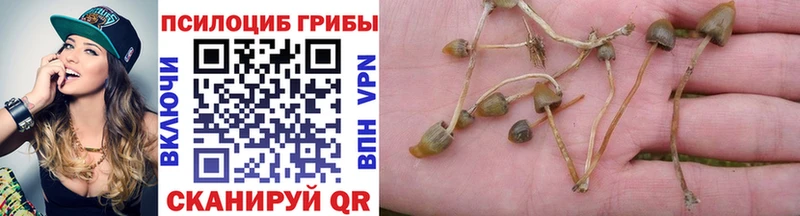 Псилоцибиновые грибы Psilocybine cubensis  Краснозаводск 